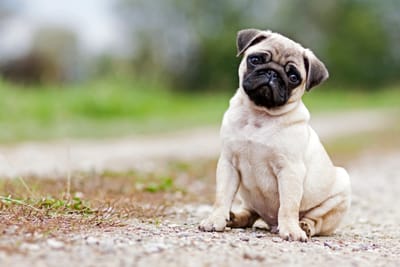 Labrador salva tutor de AVC; percebeu batimentos cardíacos estranhos e avisou