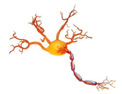 POR DENTRO DO CÉREBRO – Parte 2: Da Evolução ao Neurônio