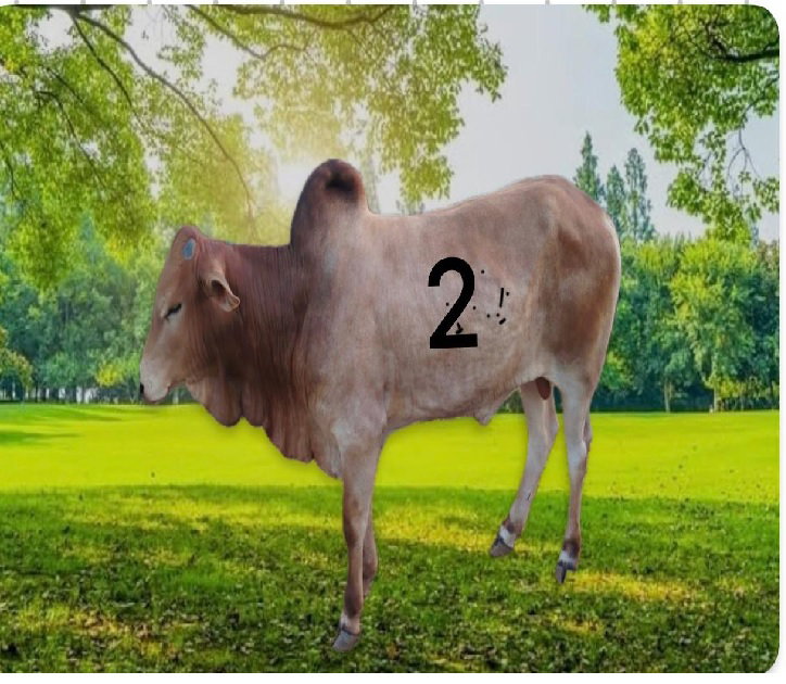 عجل بلدي