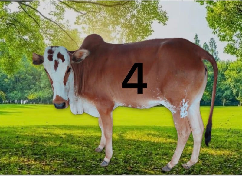 عجل بلدي