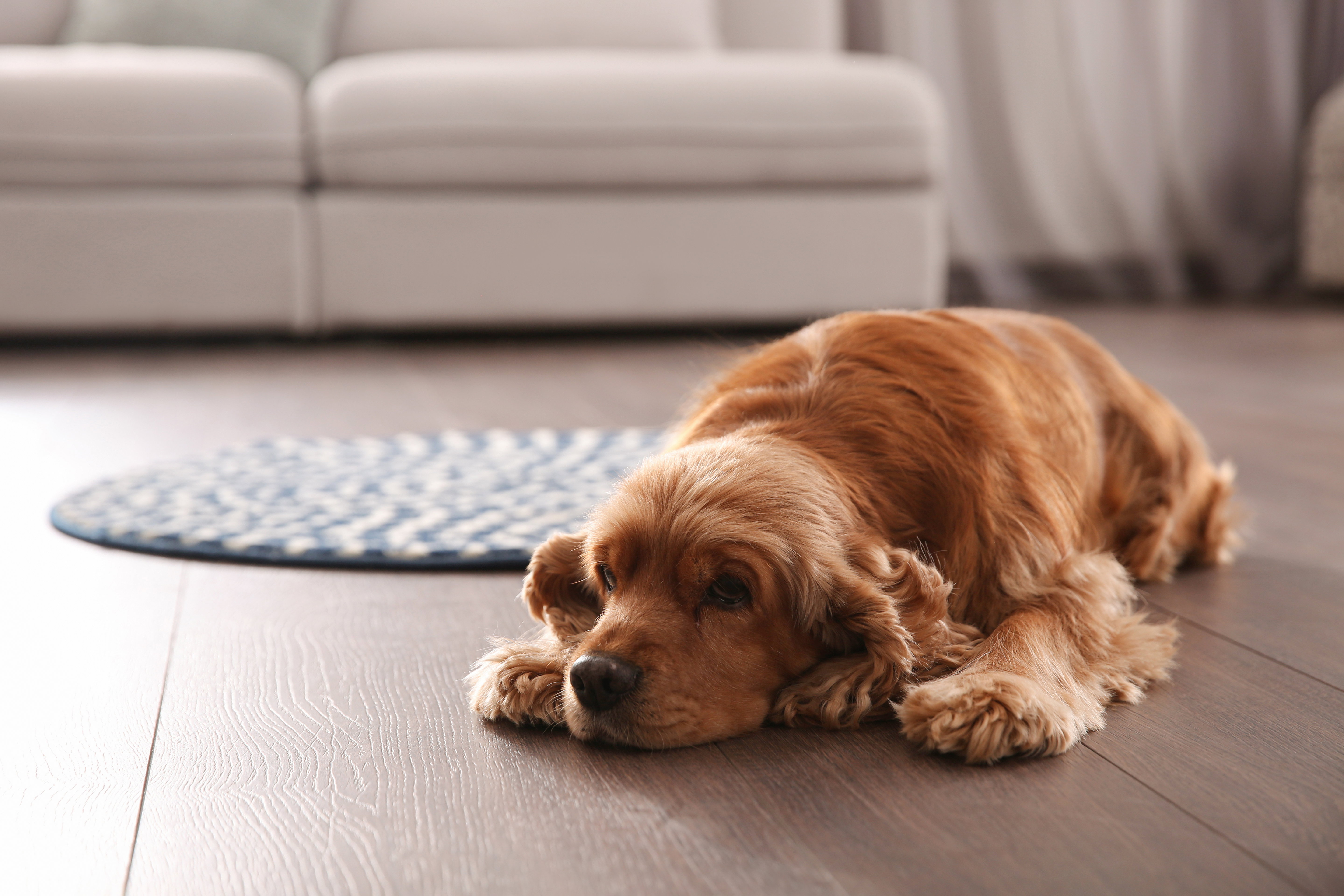 Best Flooring solution in ranchi, vinyl flooring pvc carepet
