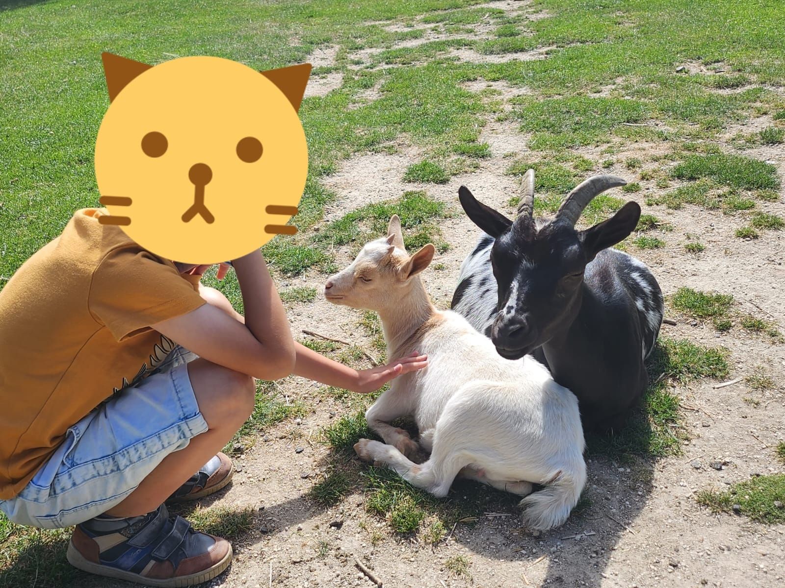 Visite ferme pédagogique