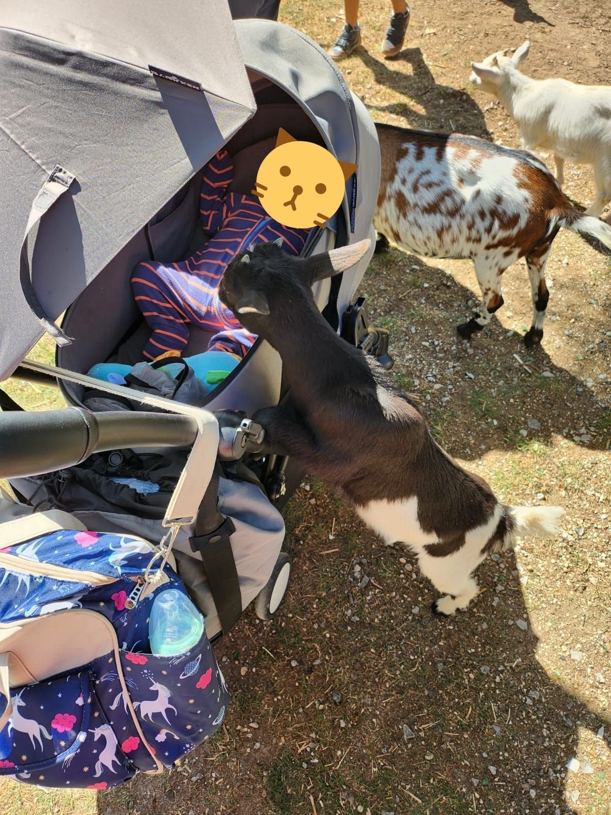 Visite ferme pédagogique