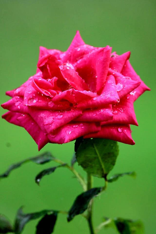 photo jardin