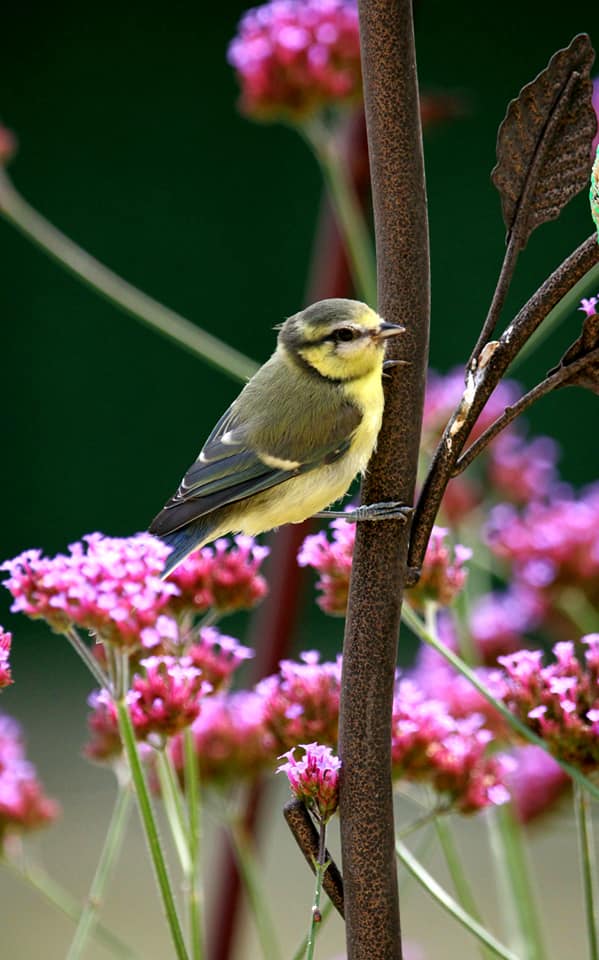 photo mésange jardin