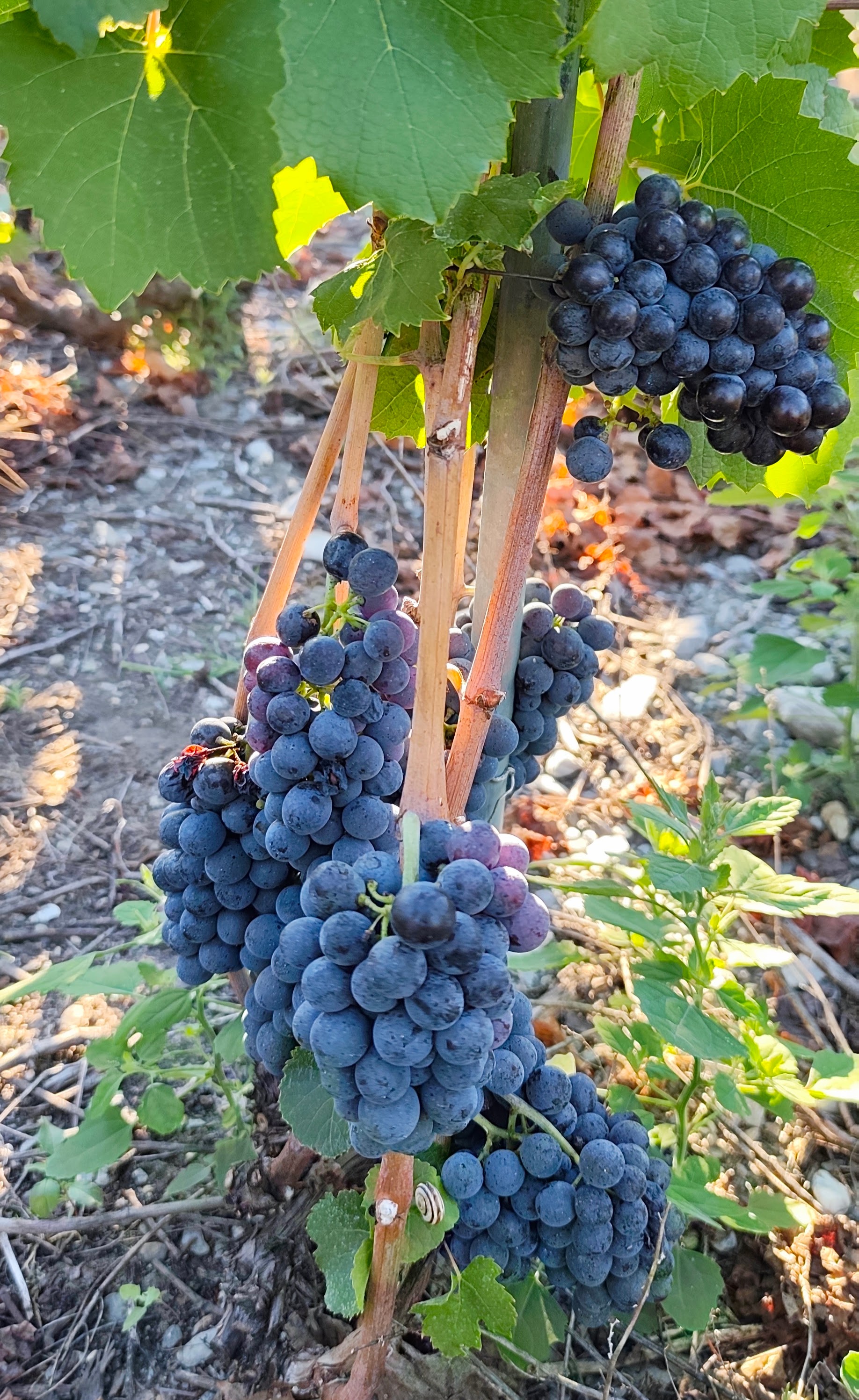Vendanges avec la famille Monnet d'Isérables
