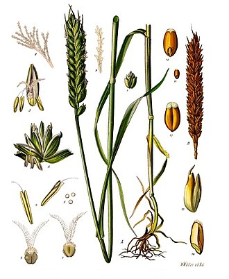 Le Blé