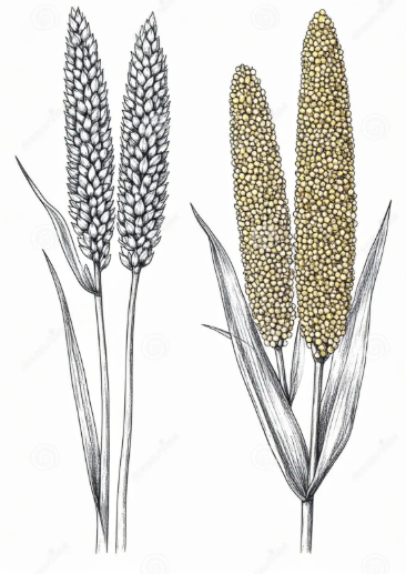 Le millet