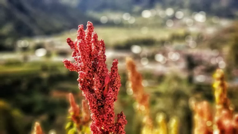 Le quinoa