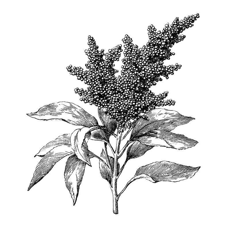 Le quinoa