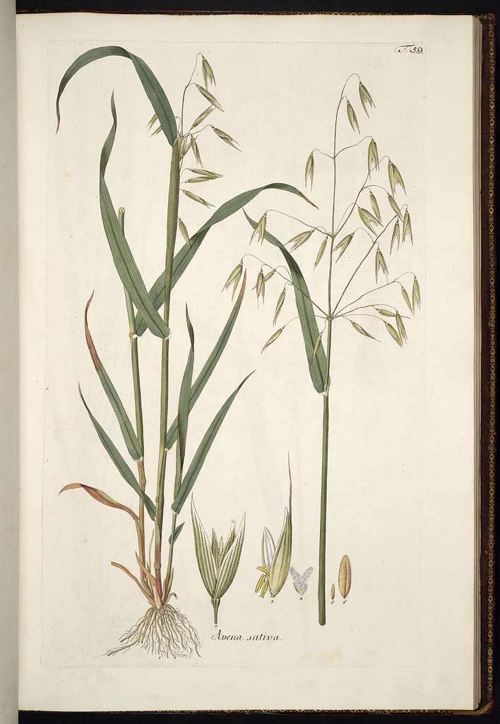 L'avoine