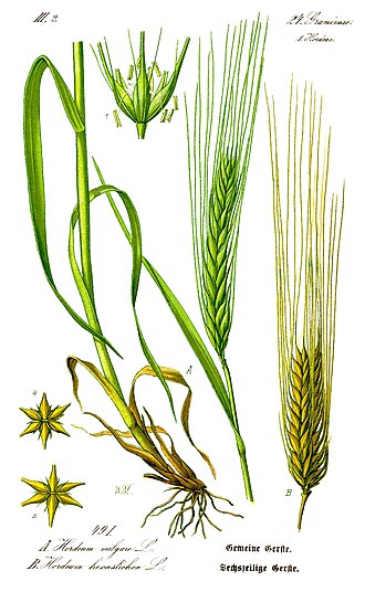 L'orge