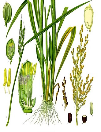 Le Riz
