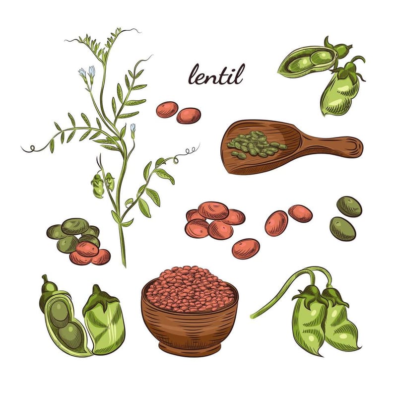 Les lentilles