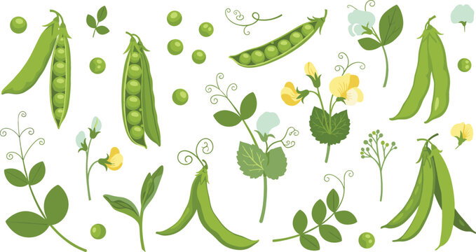 Les pois cassés