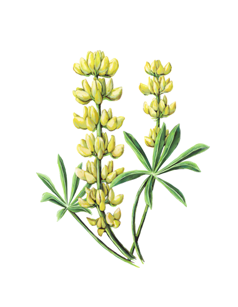 Le lupin