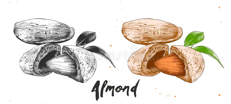 Les amandes