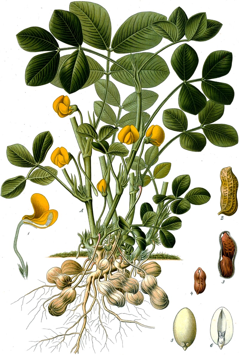 Les cacahuètes
