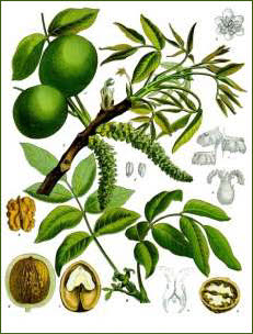 Les noix