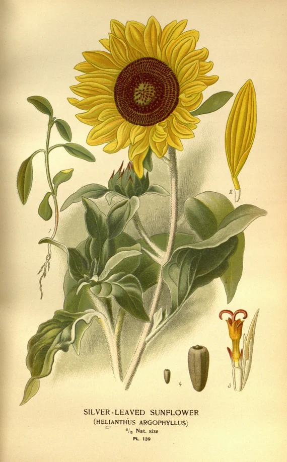 Les graines de tournesol