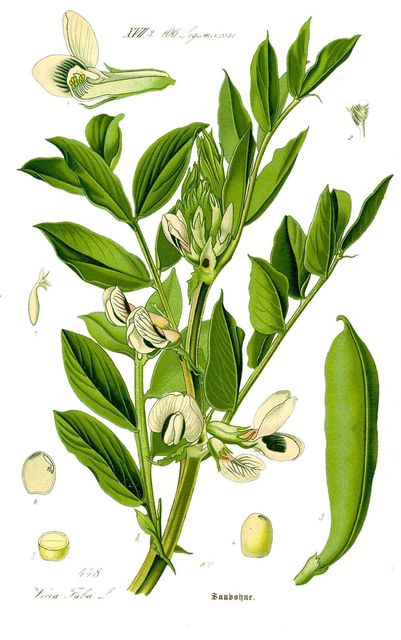 Les fèves edamame