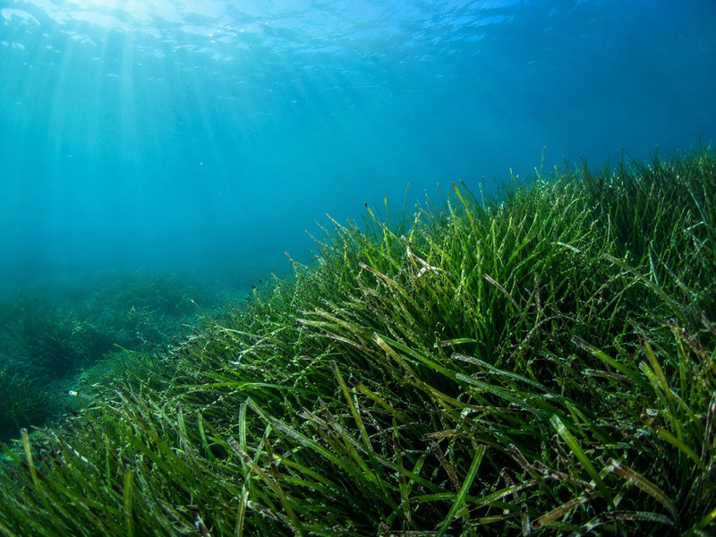 Fondear sobre posidonia: multas, zonas protegidas y qué revisar antes de echar el ancla