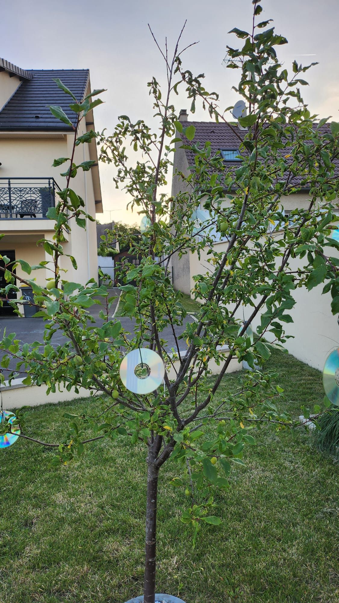 jardin avant