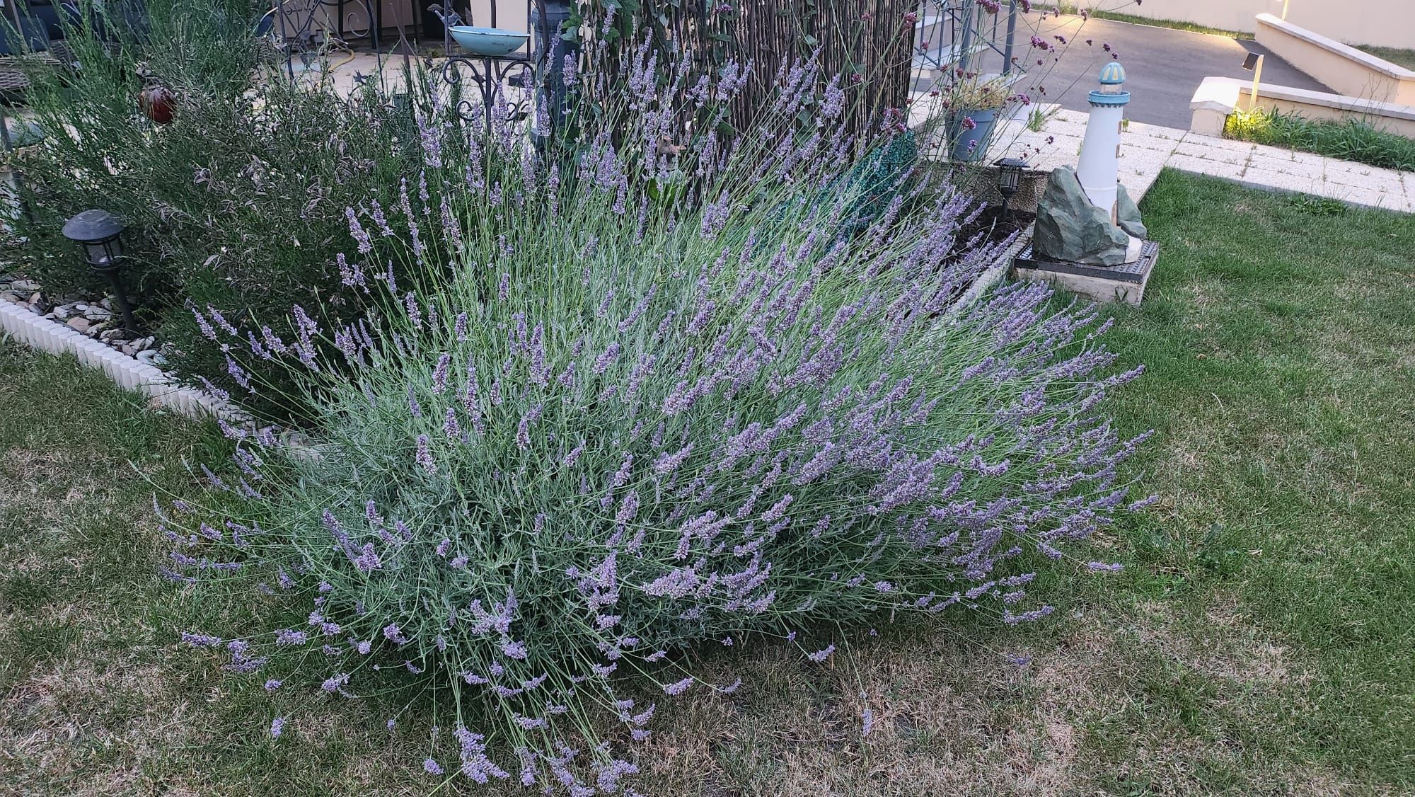 jardin avant