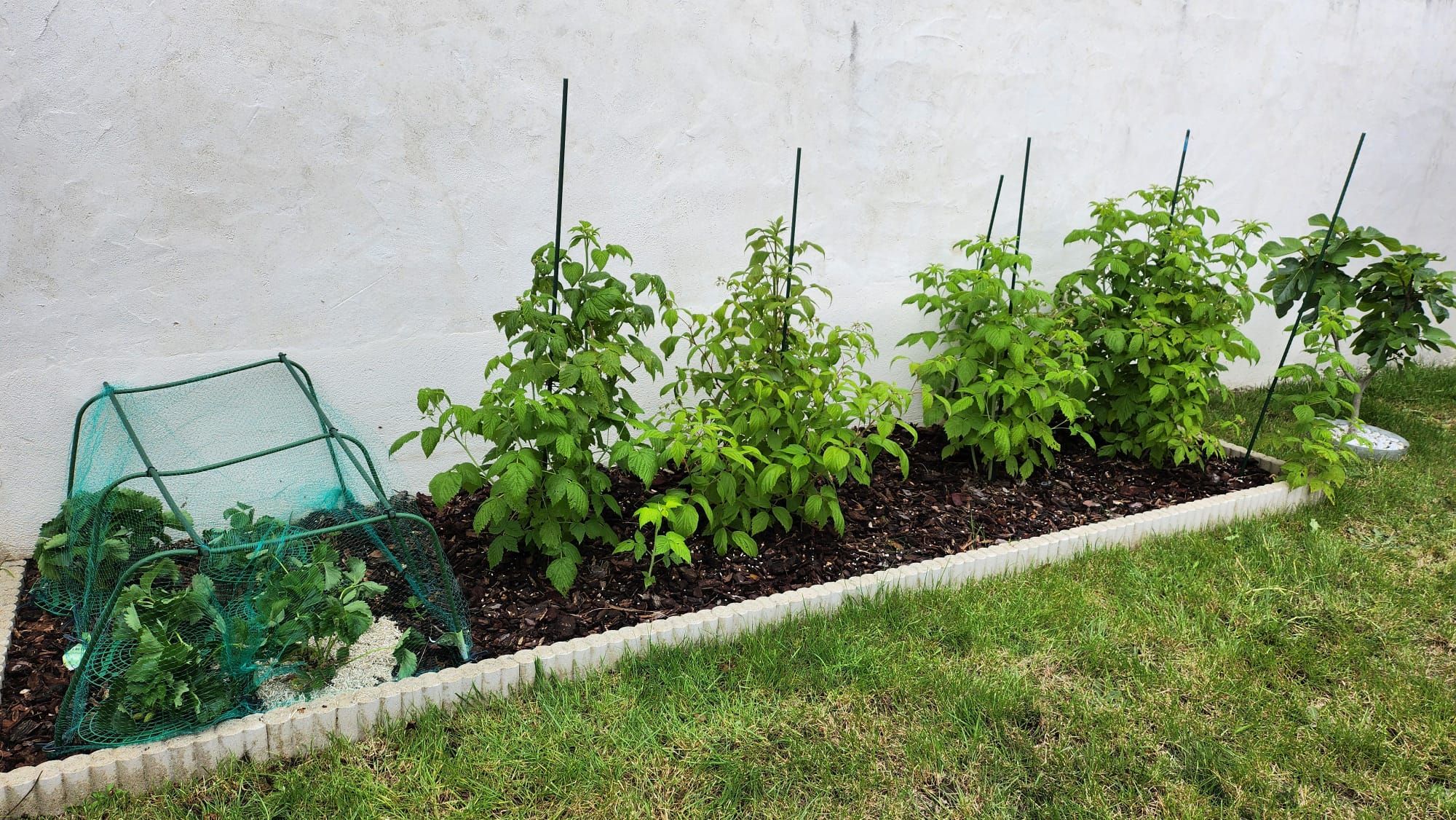 jardin arrière