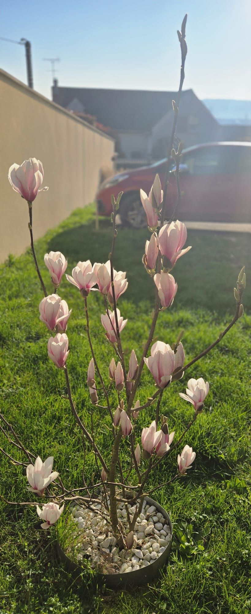 jardin avant