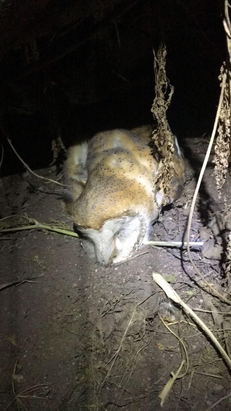 Anticoagulant Rodenticides and Their Impact on Wildlife in Israel