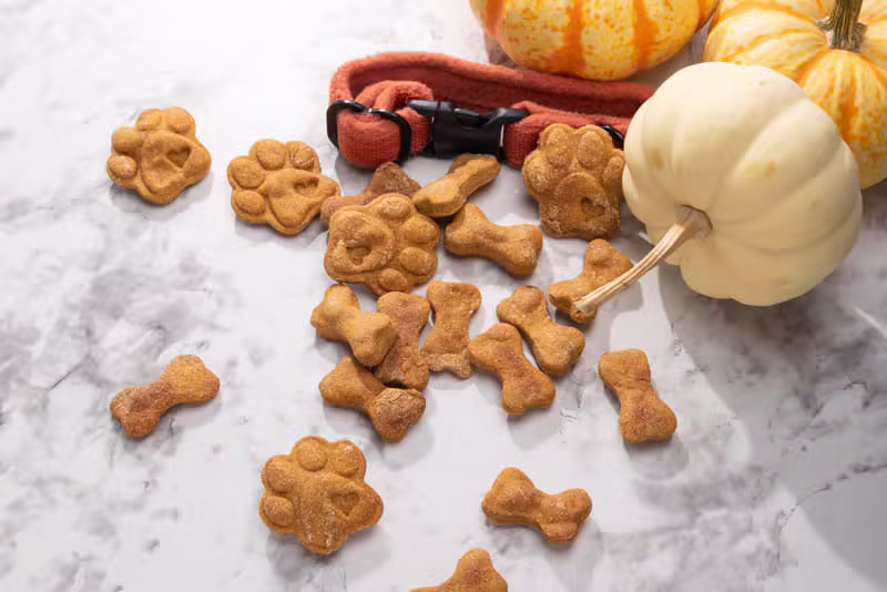 Pumpkin Gentle Training Treats