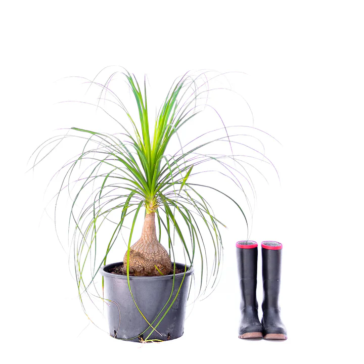 PonyTail Palms from R160.00
