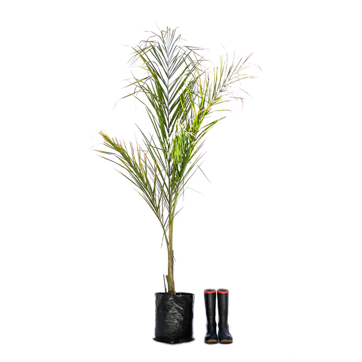 Queen Palms from R550.00