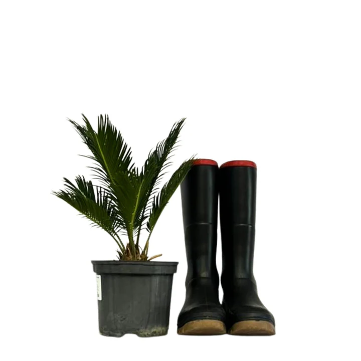 Japanese Sago Palm from R350.00