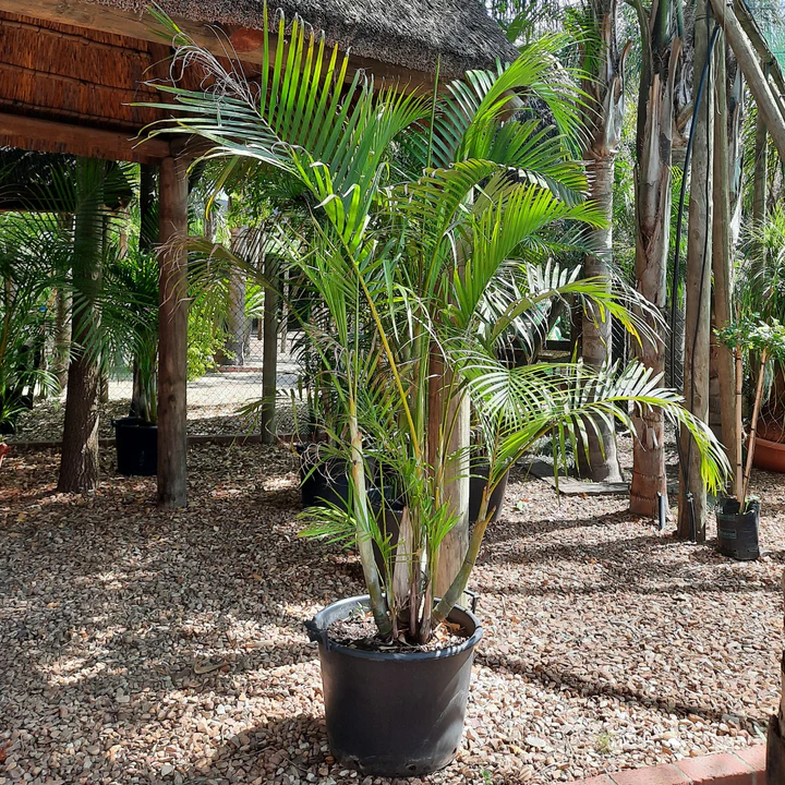 Bamboo Palms from R180.00- R 2 900.00