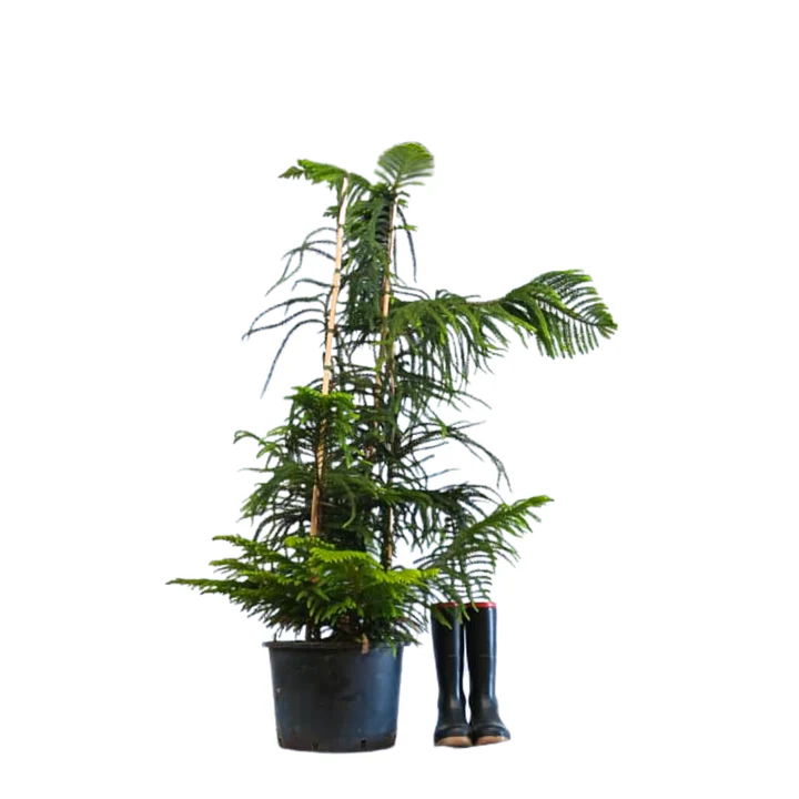 Norfolk Island Pines from R200.00-R800.00
