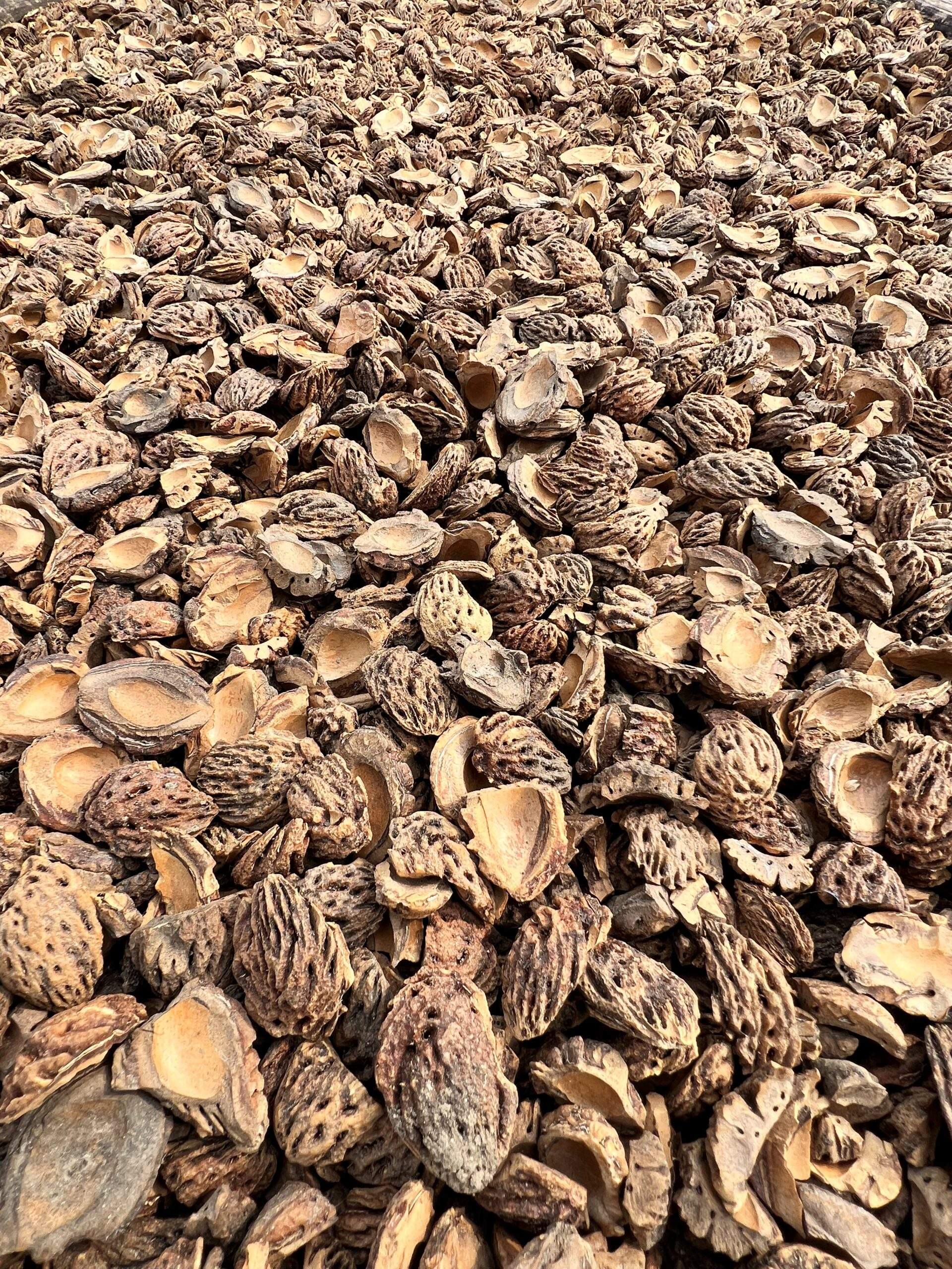 Apricot Shells R90.00 per bag