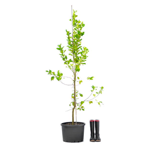 Lemon Tree 40L - R529.00