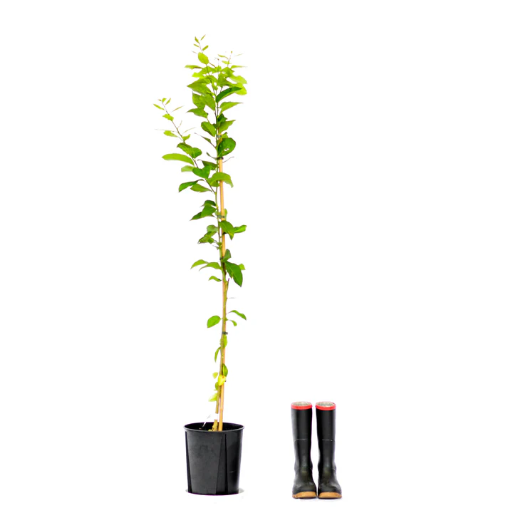 Lime Tree18l - R 495.00