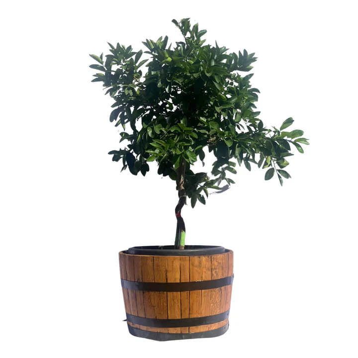 Oak Wine Barrel Halve - R 650.00