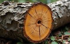 We Supply & Deliver Quality Thick Dry Chopped Wood - R 250.00 Per 100 Pieces