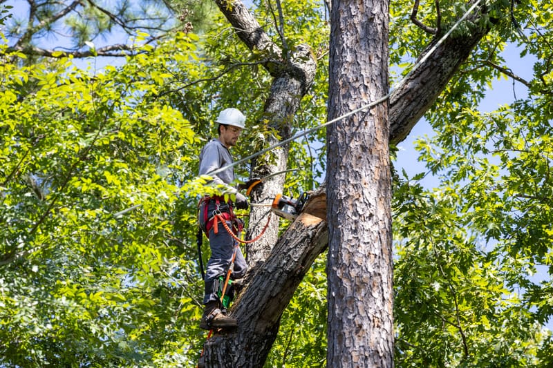 Tree Pruning & Crown Reduction