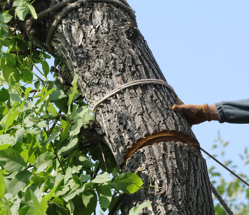 Safe Tree Removal
