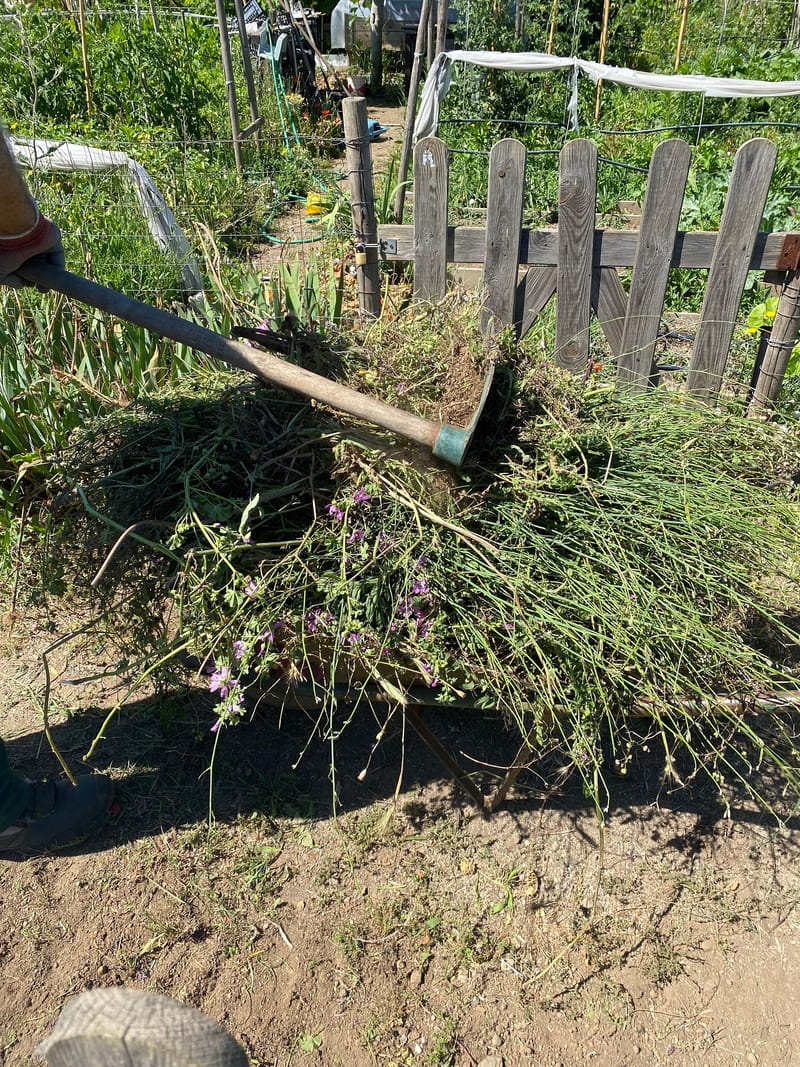 Plot Clearing