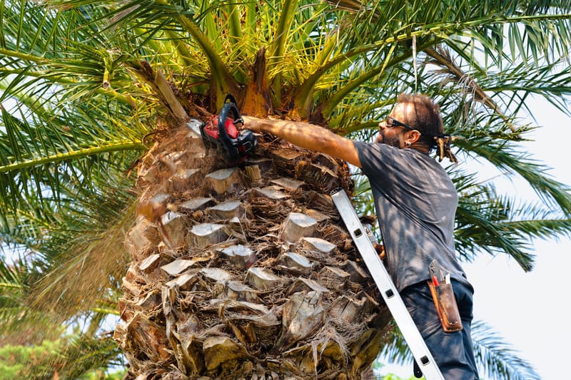 Palm Tree Trimming & Shaping