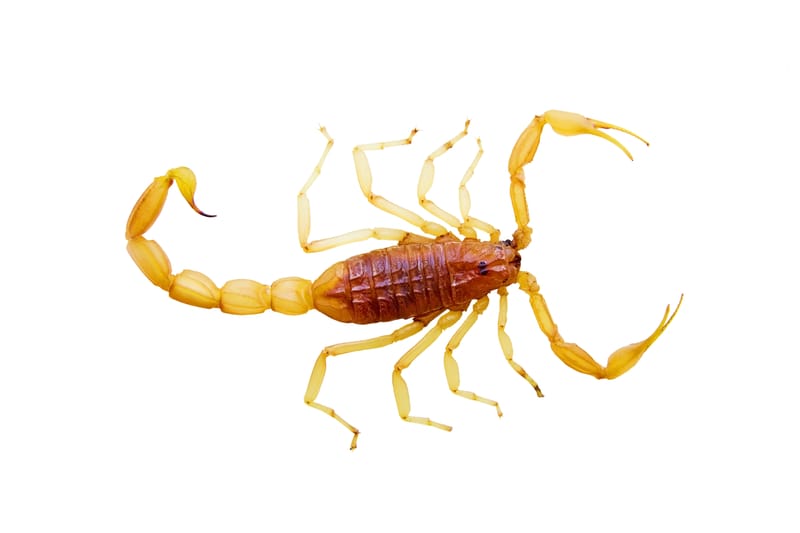 Controle de Escorpiões e Aranhas
