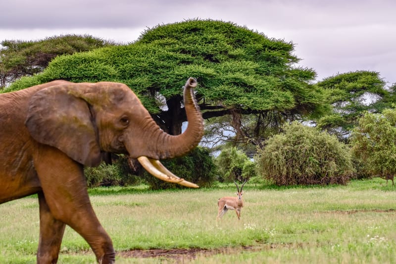 Amboseli Safari Experience