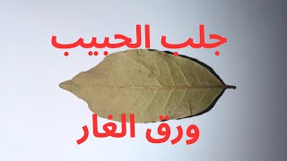 ورق الغار في المعتقدات الشعبية المرتبطة بالمحبة والتقارب العاطفي