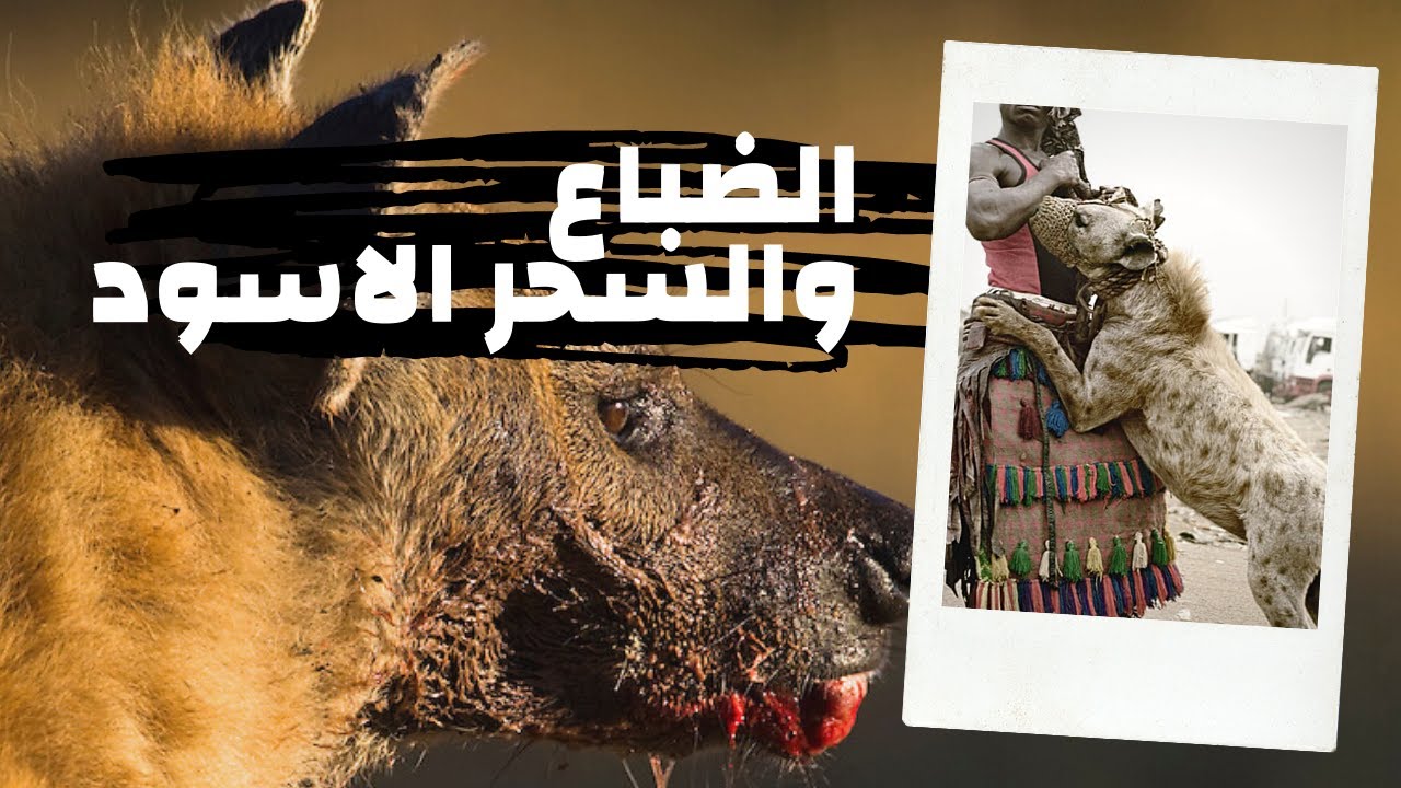 تأثير ما يُعرف بسحر الضبع وضرورة التثبت قبل نسبة المشكلات إلى السحر